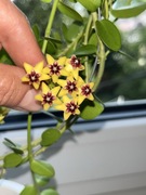 Hoya Cumingiana hoja
