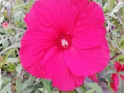 Hibiskus bagienny Różowy - olbrzymi kwiat 