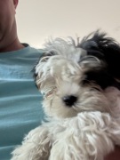  York biwer szczeniaki