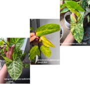 Syngonium, epipremnum, philodendron, scindapsus, rośliny od 10zl.