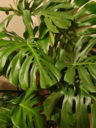 Monstera deliciosa (dziurawa), OGROMNA, XXL