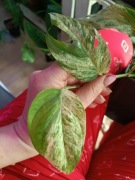 epipremnum marble king-cięty szczyt