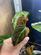 Micans variegata, potrafi mieć różowe i żółte wybarwienie