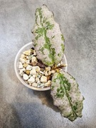Hoya undulata silver, ukorzeniona sadzonka, hoja kolekcjonerska 