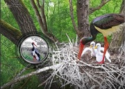 Ukraina 5 UAH - Bocian -2024 Blistr