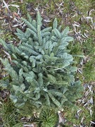 Jodła Nobilis w paczkach po 5 kg