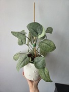 Kolekcjonerski Scindapsus silver cloud 