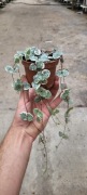 Ceropegia Woodi Variegata doniczka 9cm pędy 20cm