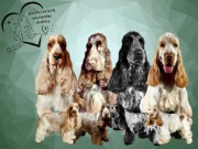 Cocker spaniel blue, liver, orange roan