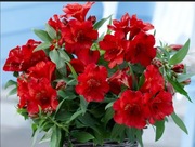 Alstroemeria  ogrodowa 