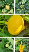 Świeże Bio Warzywa z Wysyłką  t.730 450 496