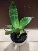 Kaktus w filiżance! Domowa hodowla! Licytacja!