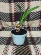 Mała, zadbana yucca