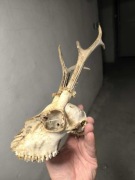 Czaszka sarny – poroże kozła ok. 30 cm | naturalne trofeum łowieckie