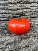 Bear Claw  Pomidor kolekcjonerski / 100