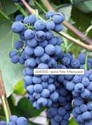 ALWOOD winorośl winogron 4 letnia w tym roku owoc 
