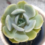 Echeveria Pretty in Pink, klasyczna eszeweria, GRATIS 271