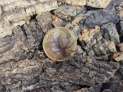 Hysterocrates gigas L3/L4 ptasznik