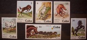 Fauna zwierzęta konie ssaki Kuba Cuba