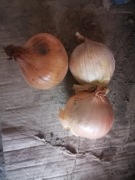 Cebula 10 kilo prosto z gospodarstwa od rolnika wysyłka inpost paczkomat