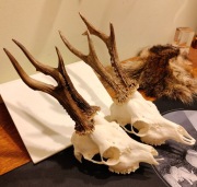 Parostki rogacz sarna łowny, terarium, czaszka