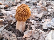 Naparstniczka czeska 