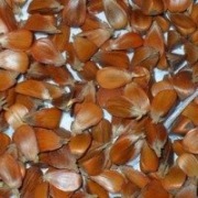 Sprzedam nasiona buka