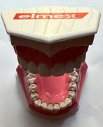 Stomatologiczny model uzębienia "Elmex"