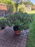 Różanecznik rododendron