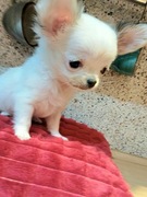 Unikatowa  Maleńka Chihuahua 