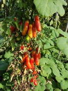 Pomidor aurija nasiona 20 sztuk kolekcjonerskie