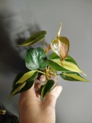 Philodendron Silver Stripe -kolekcjonerski 