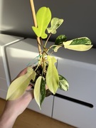 Philodendron Florida Beauty