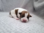 DRACO Jack Russell Terrier
