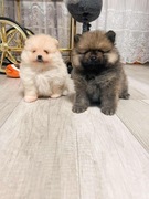 Szpic miniaturowy Pomeranian 