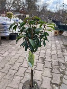 Laurowiśnia angustifolia