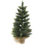 Świerk Zakopiański w Jucie  60 cm