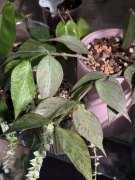 Hoya polyneura Broget | sadzonka cięta 1w | kolekcjonerska roślina