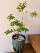 Lagerstroemia, egzotyk, bez południa, 40 cm + doniczka 