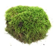 MECH DO TERRARIUM KM30  20/20/12