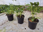 Runianka Japońska Sadzonki po 6 zł przy zakupie 50 szt dostawa Gratis