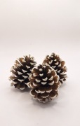 Zestaw 3 szt dużych szyszek sosny jeffereya szyszki ozdobne dekoracja 
