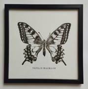 Obraz paź królowej, Papilio Machaon