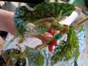 begonia snow cap-cięty szczyt