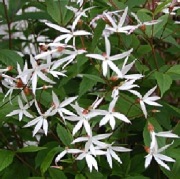 Gillenia trójlistkowa Gillenia trifoliata rarytas 10 dużych nasion 09/2026