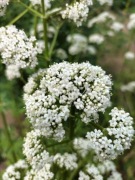 Kozłek lekarski - miododajne zioło (10szt)