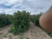 Żywokost lekarski 20 szt sadzonka sadzonki nie rosyjski