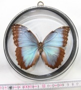 Gablotka dwustronna z motylem Morpho peleides MohPe_7