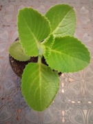 Oregano kubańskie mięta meksykańska Koleus amboinicus około 5-10cm