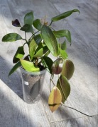 Hoya flavida - duża, rosnąca